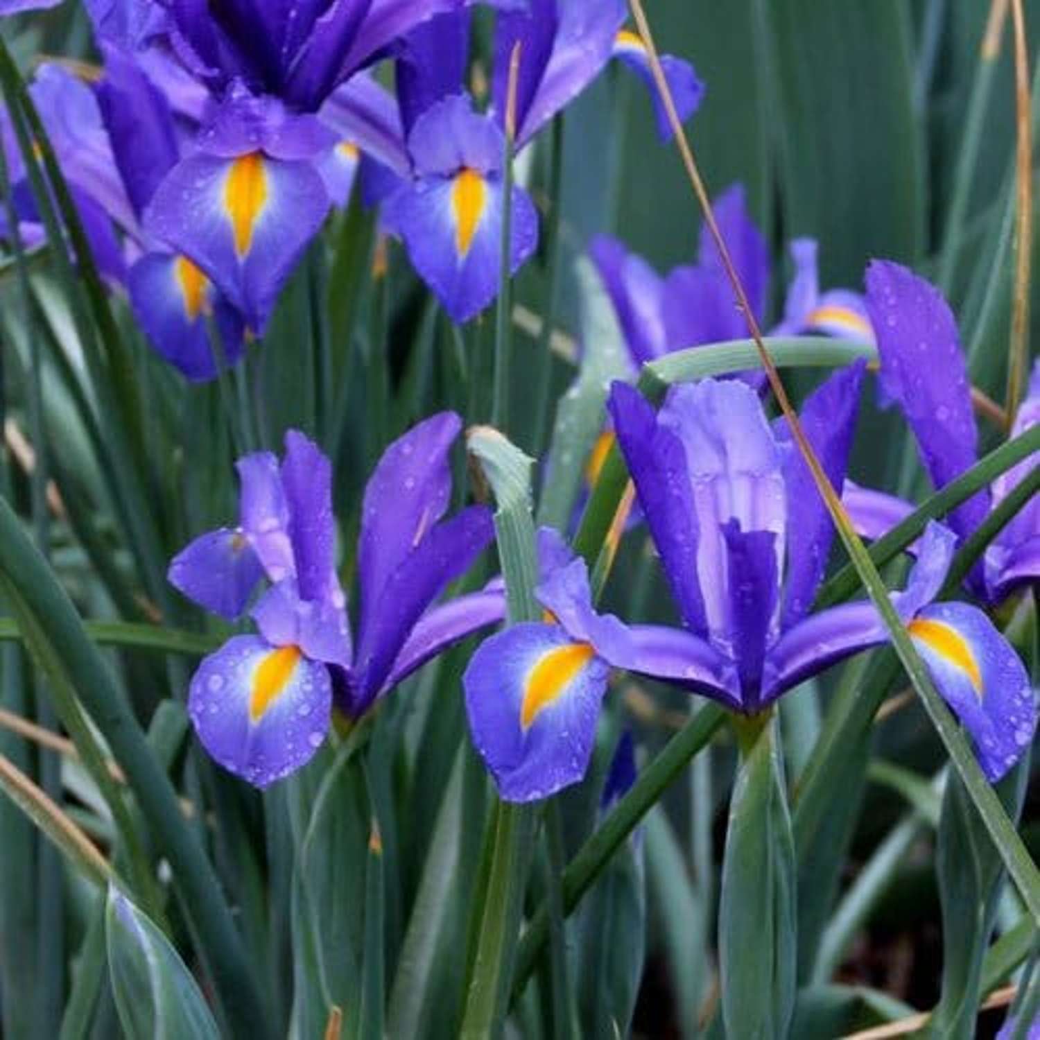 Iris 'Discovery'